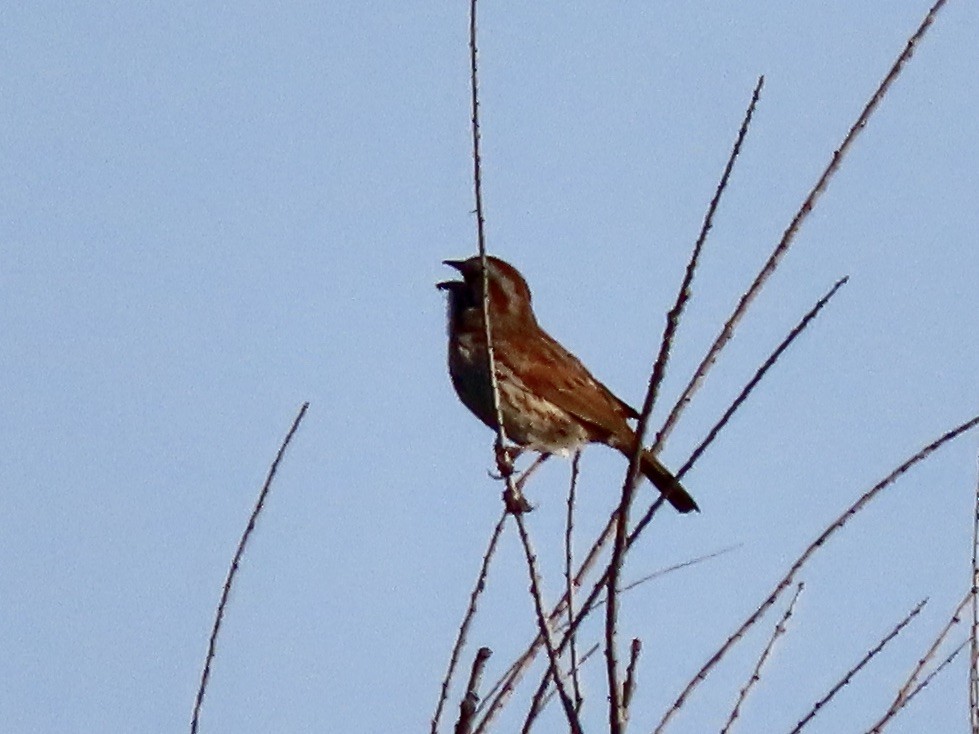 Song Sparrow (fallax Group) - ML437056871