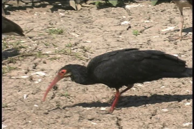 Sharp-tailed Ibis - ML437058