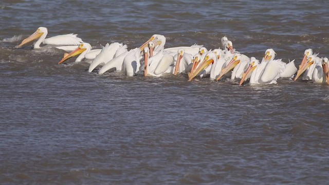 pelikán severoamerický - ML437058531