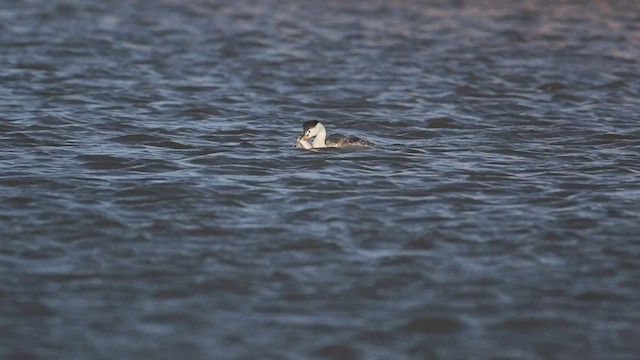 Clark's Grebe - ML437058541