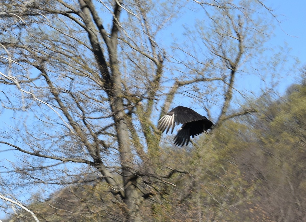 Black Vulture - ML437059281