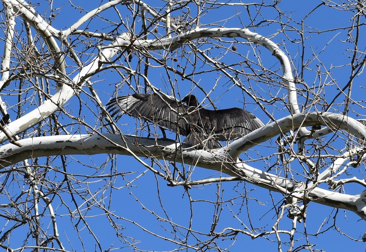 Black Vulture - ML437059291