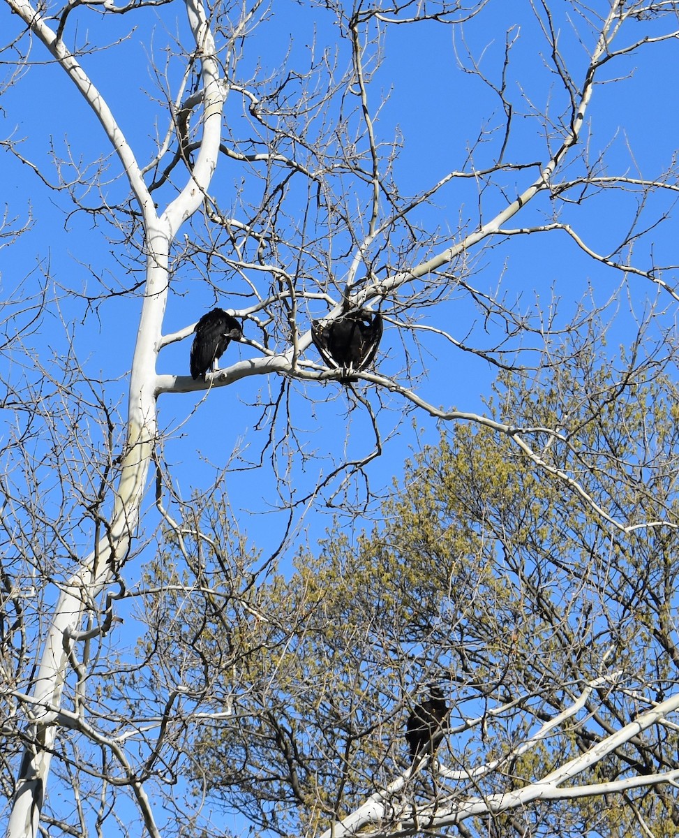 Black Vulture - ML437059341