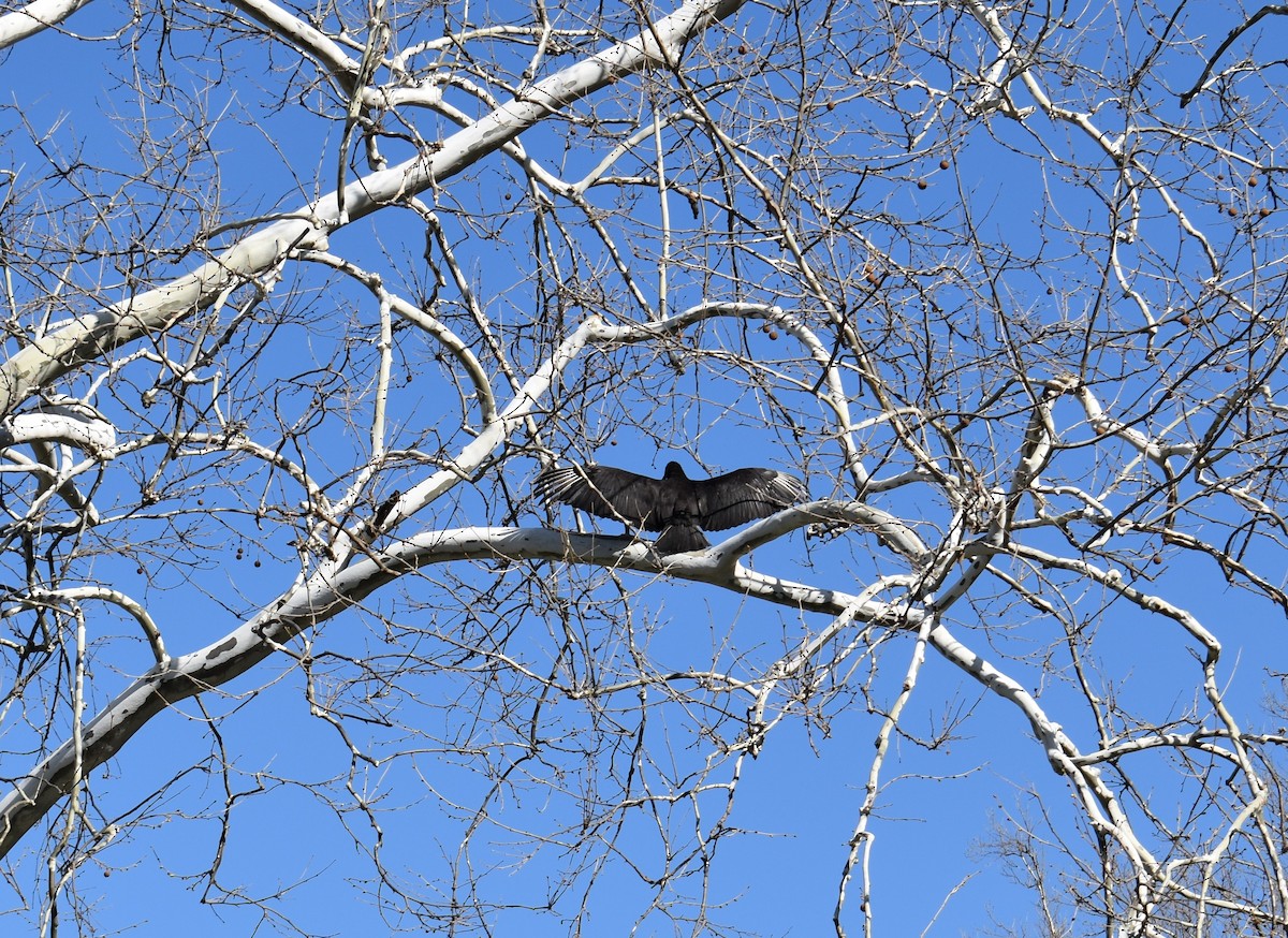 Black Vulture - ML437059361