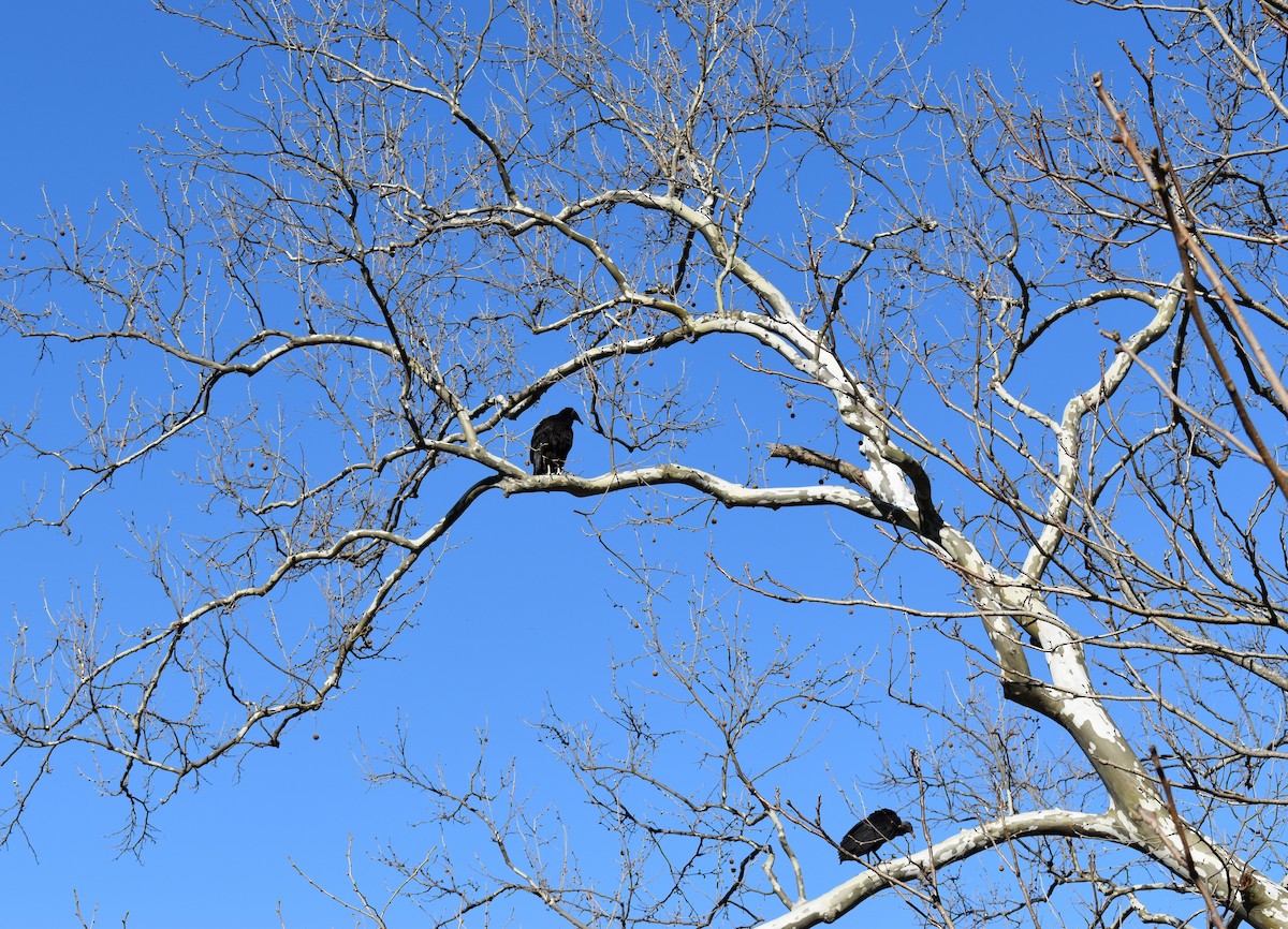 Black Vulture - ML437059391
