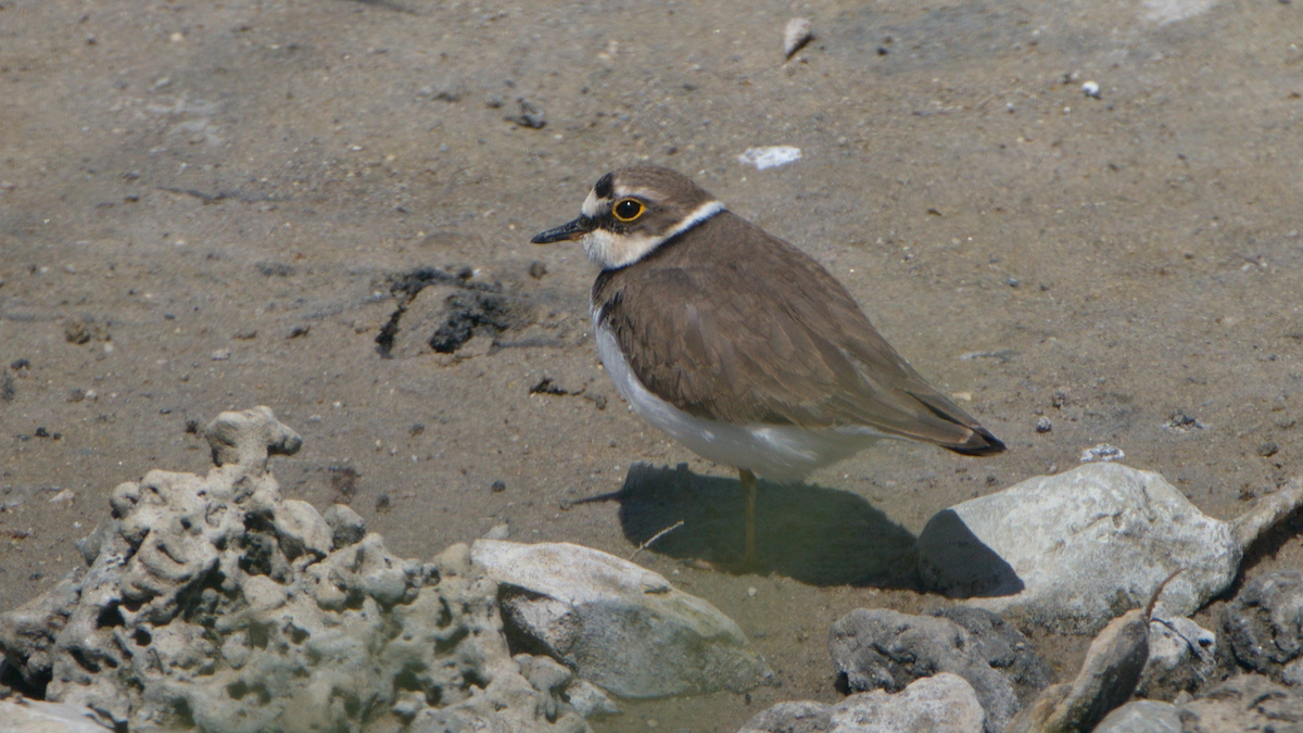 Little Ringed Plover - ML437059601