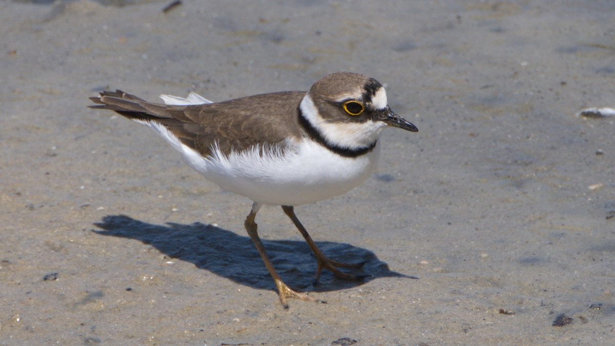 Little Ringed Plover - ML437059621