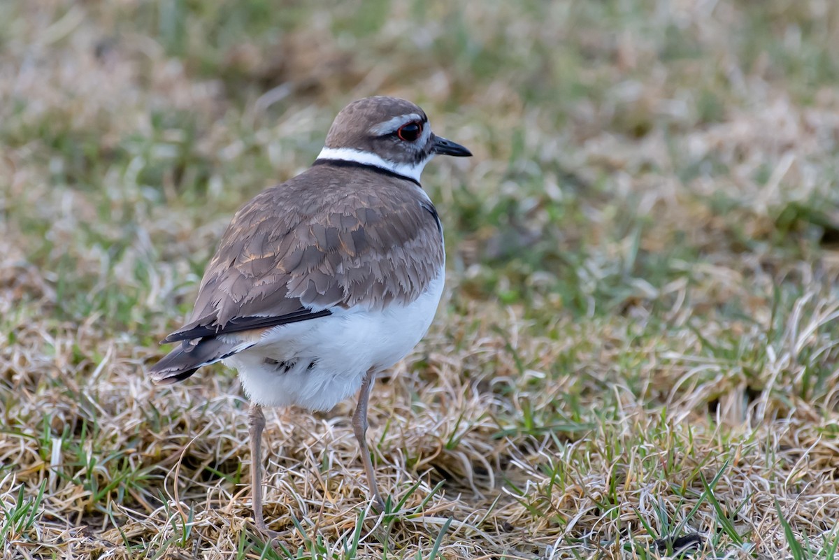 Killdeer - ML437060141