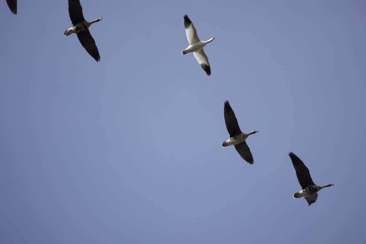 Snow Goose - ML437061921