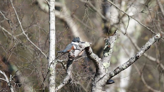 Belted Kingfisher - ML437062201