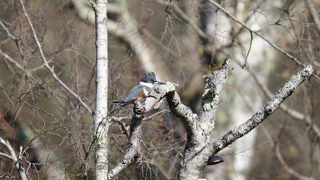 Belted Kingfisher - ML437062201