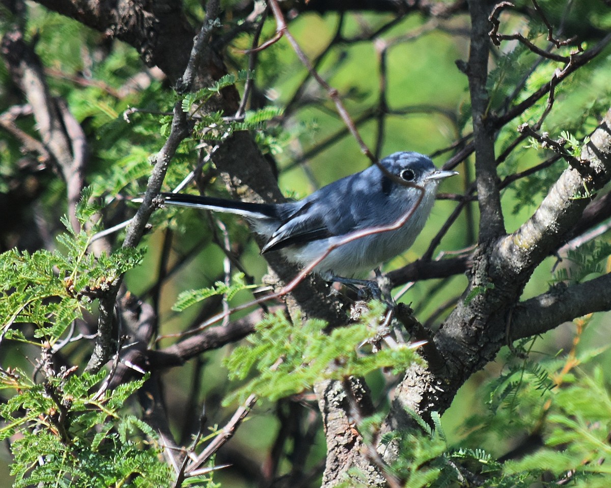 Masked Gnatcatcher - ML437063031