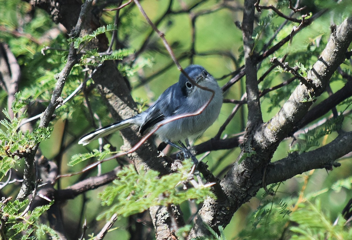 Masked Gnatcatcher - andres ebel