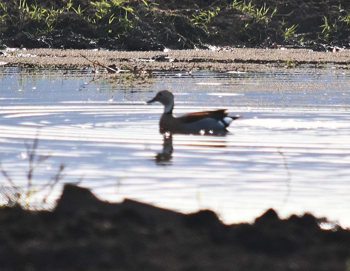 Ringed Teal - ML437063591