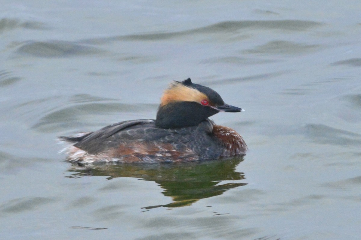 Horned Grebe - ML437064641