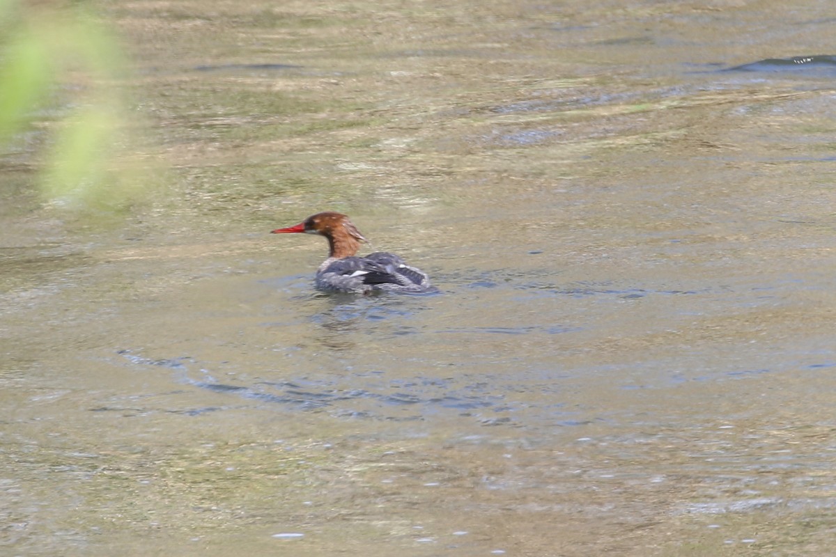 Common Merganser - Teresa Connell