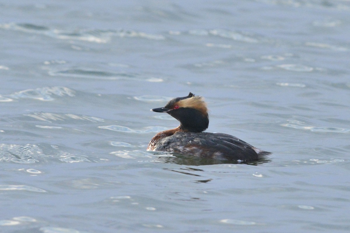 Horned Grebe - ML437064861