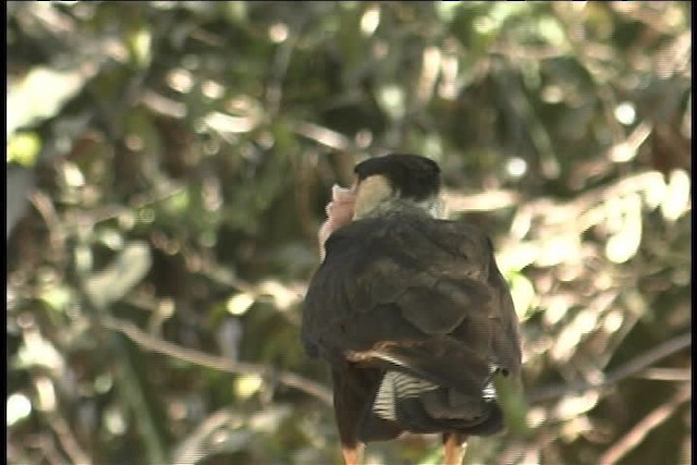 Crested Caracara (Northern) - ML437065