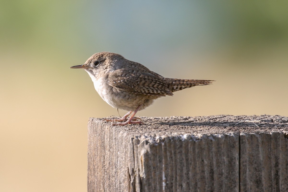 House Wren - ML437065051