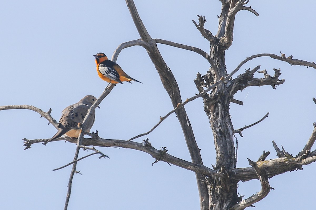 Bullock's Oriole - ML437066181