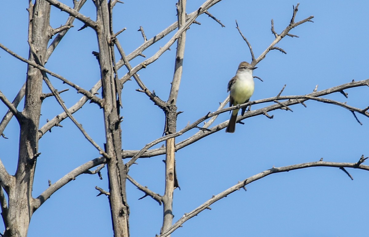 Ash-throated Flycatcher - ML437066621