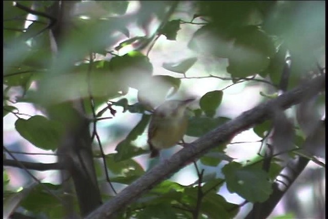 White-throated Spadebill - ML437067