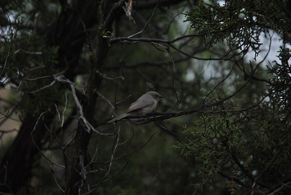 Bushtit - ML43706711