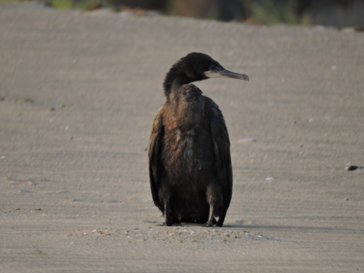 Neotropic Cormorant - ML437067121