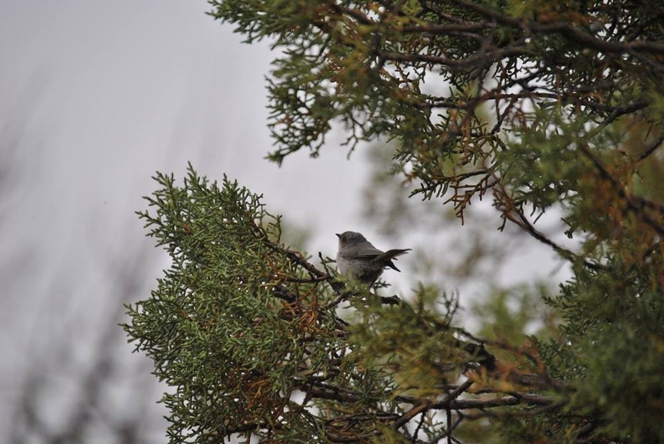 Bushtit - ML43706721