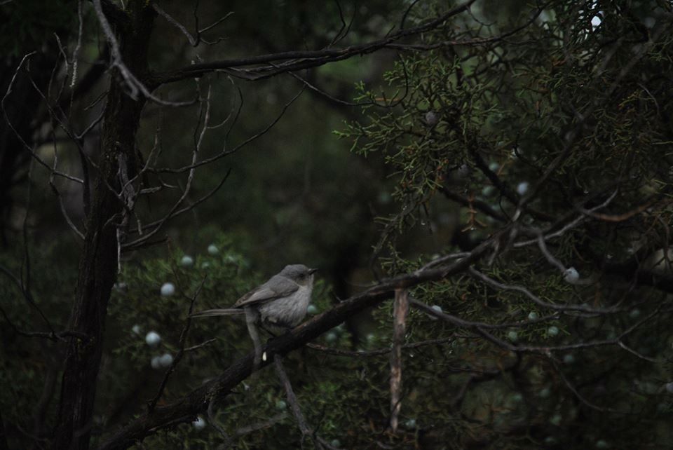 Bushtit - ML43706731