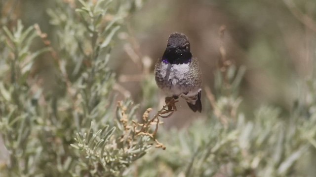 Colibrí Gorjinegro - ML437067561