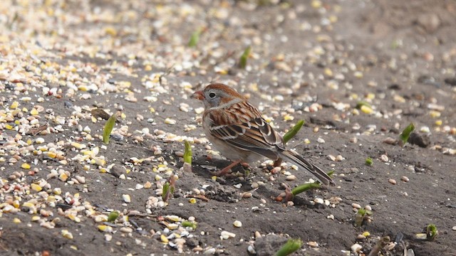 Field Sparrow - ML437067951