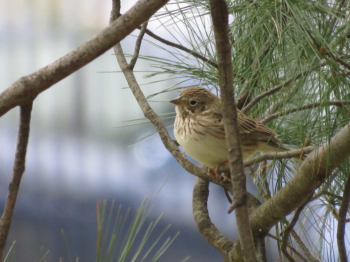 Vesper Sparrow - Richard Fleming