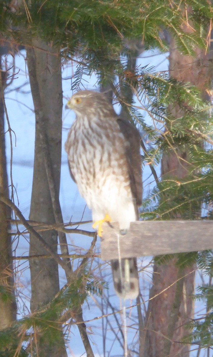 Sharp-shinned Hawk - ML43706991