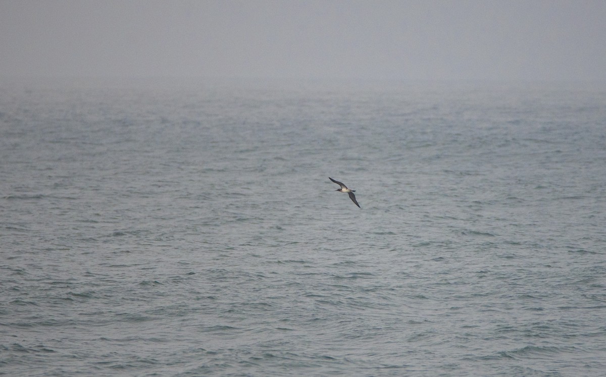 Blue-footed Booby - ML437071681