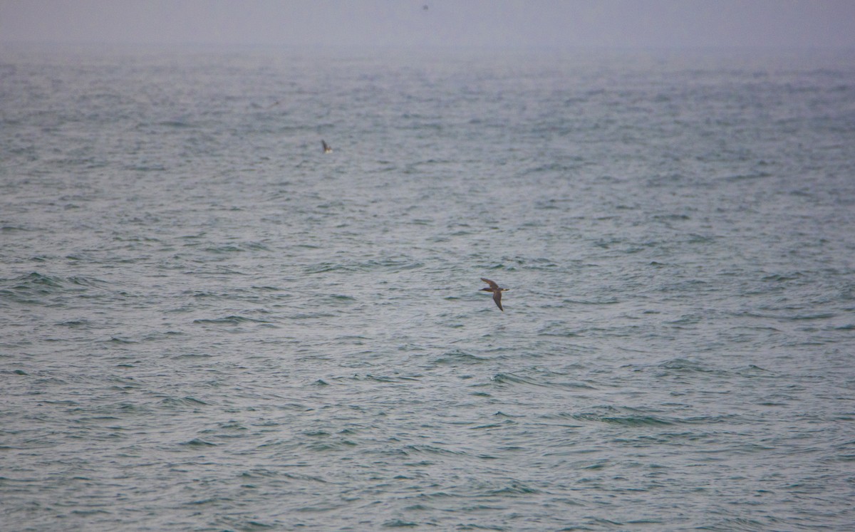 Blue-footed Booby - ML437071771