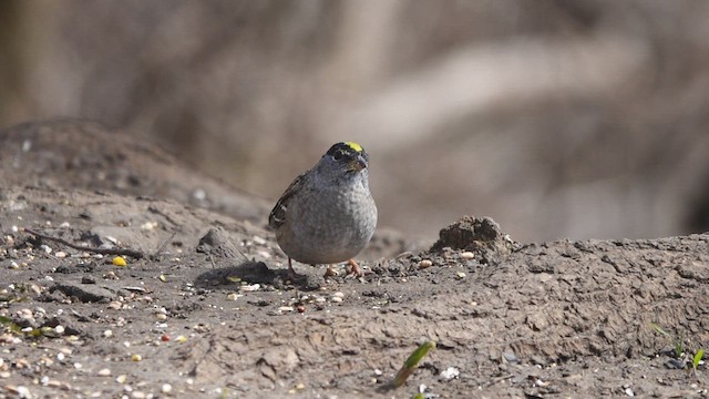 Golden-crowned Sparrow - ML437072741