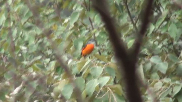 Gray-chinned Minivet - ML437072801