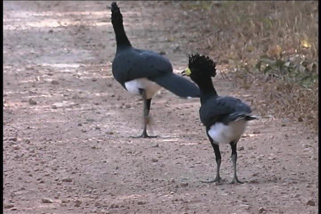 Yellow-knobbed Curassow - ML437074