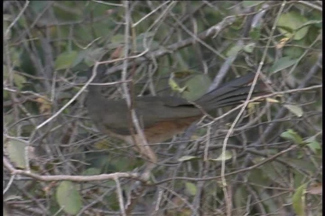 Chachalaca Culirroja (ruficauda) - ML437075