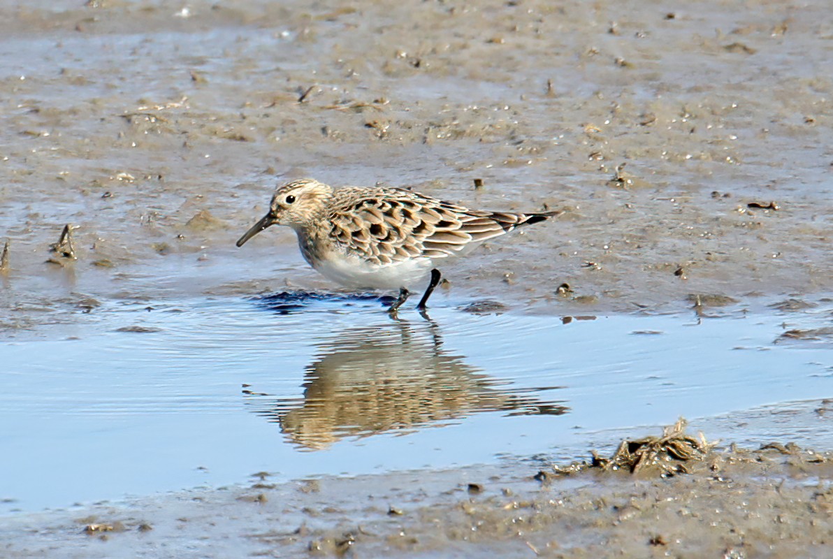 Baird's Sandpiper - ML437075221