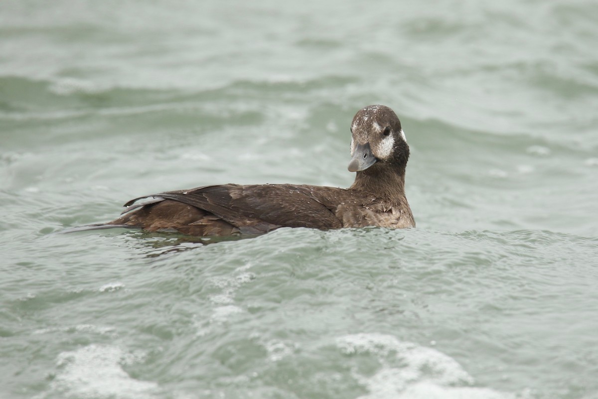 Harlequin Duck - ML437075321