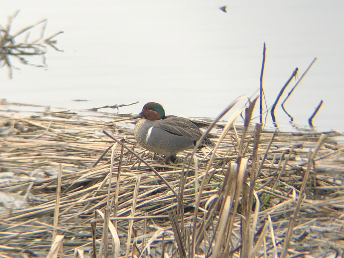Green-winged Teal - ML437076871