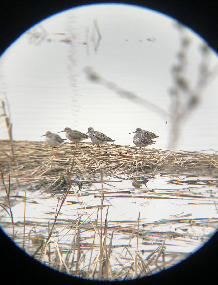 Greater Yellowlegs - ML437076911