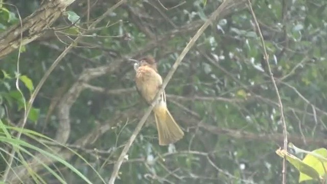 ミヤマヒヨドリ - ML437077451