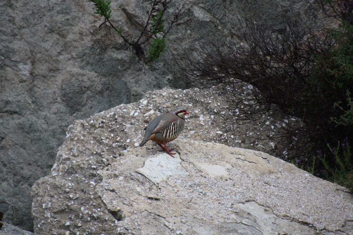 Chukar - Eric Cameron