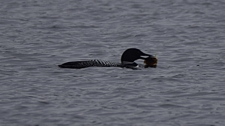 Common Loon - ML437078051