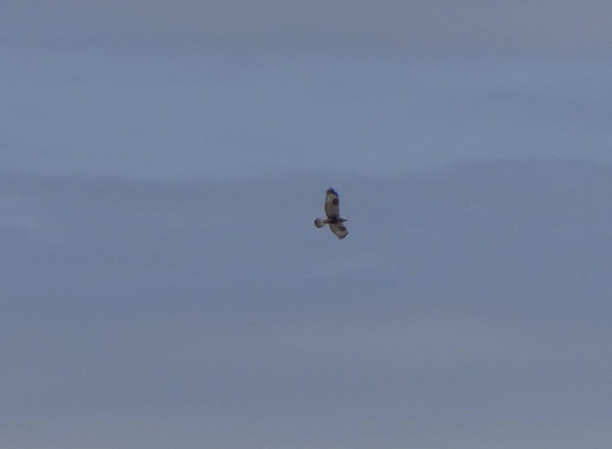 Rough-legged Hawk - Franklin Miller