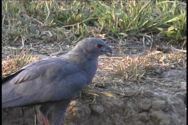 Crane Hawk (Gray) - ML437080