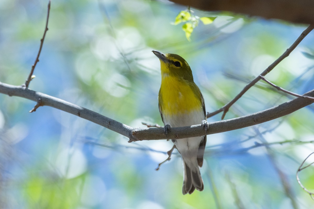 Yellow-throated Vireo - ML437080221